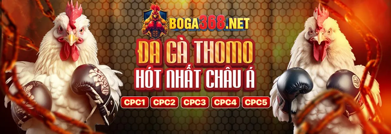 Sân đấu gà Thomo chuyên nghiệp